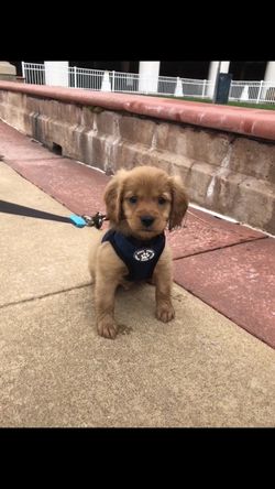 Xs / small puppy no pull harness