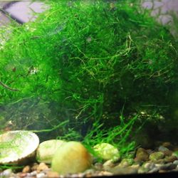 Aquatic Plants Hornwort And Java Moss