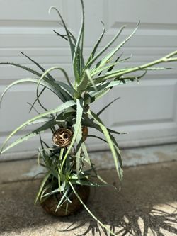 House Plants