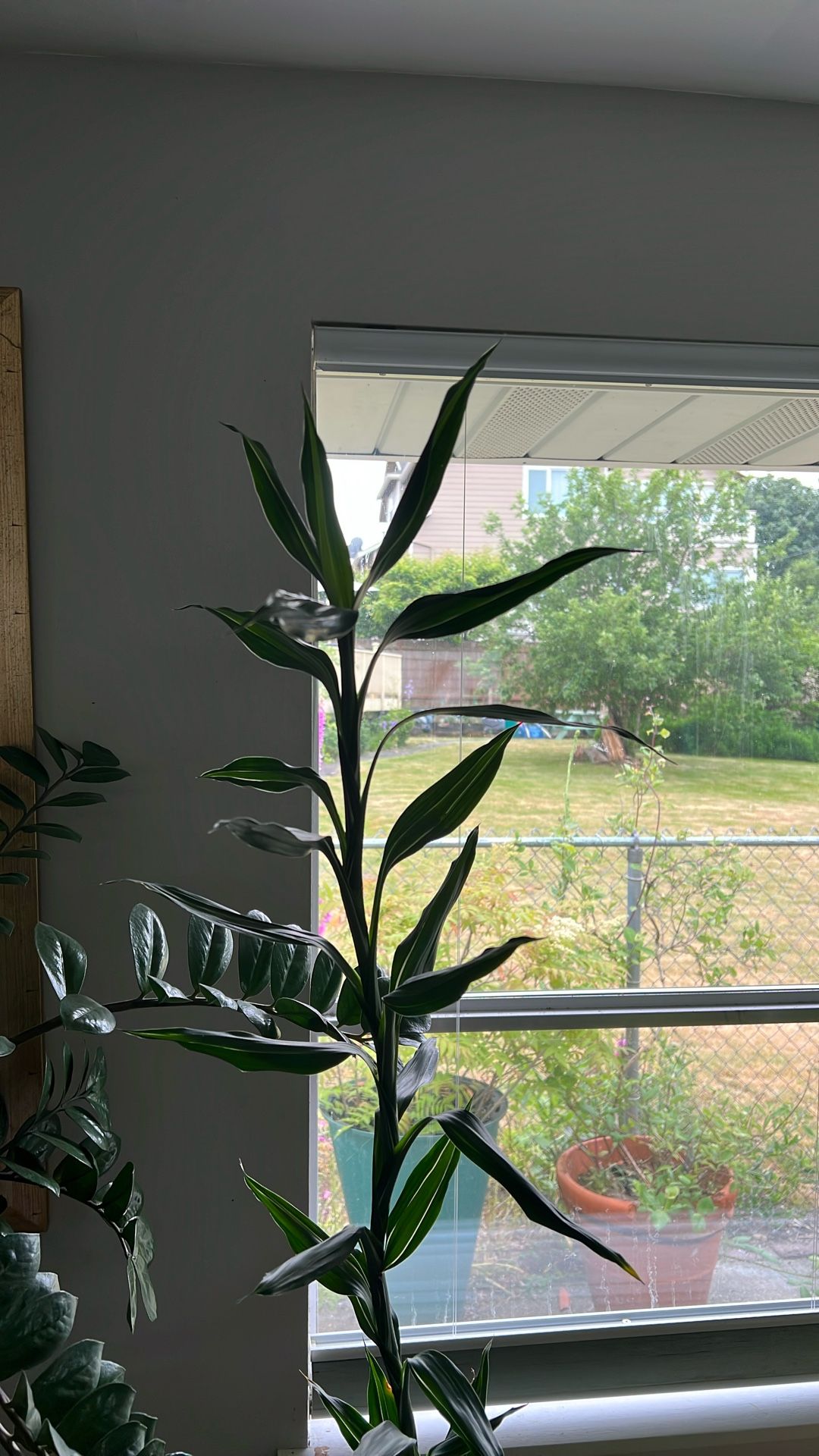 Lucky Bamboo Potted Plant.