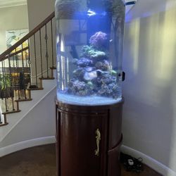 Salt Water Fish Tank