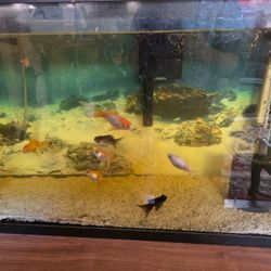 Fish Tank With Fish And All You Need To Start Having Fish