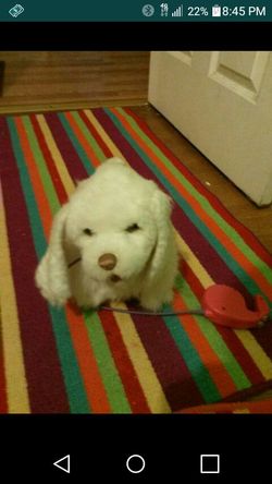 Toy dog