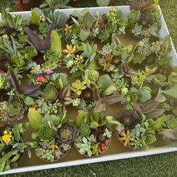 Little Pots With Succulents 