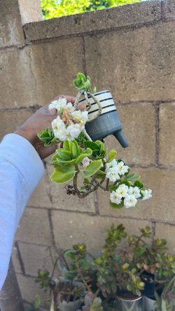 White Color Flowers Rooted Plant