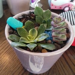 Mini Garden Succulent