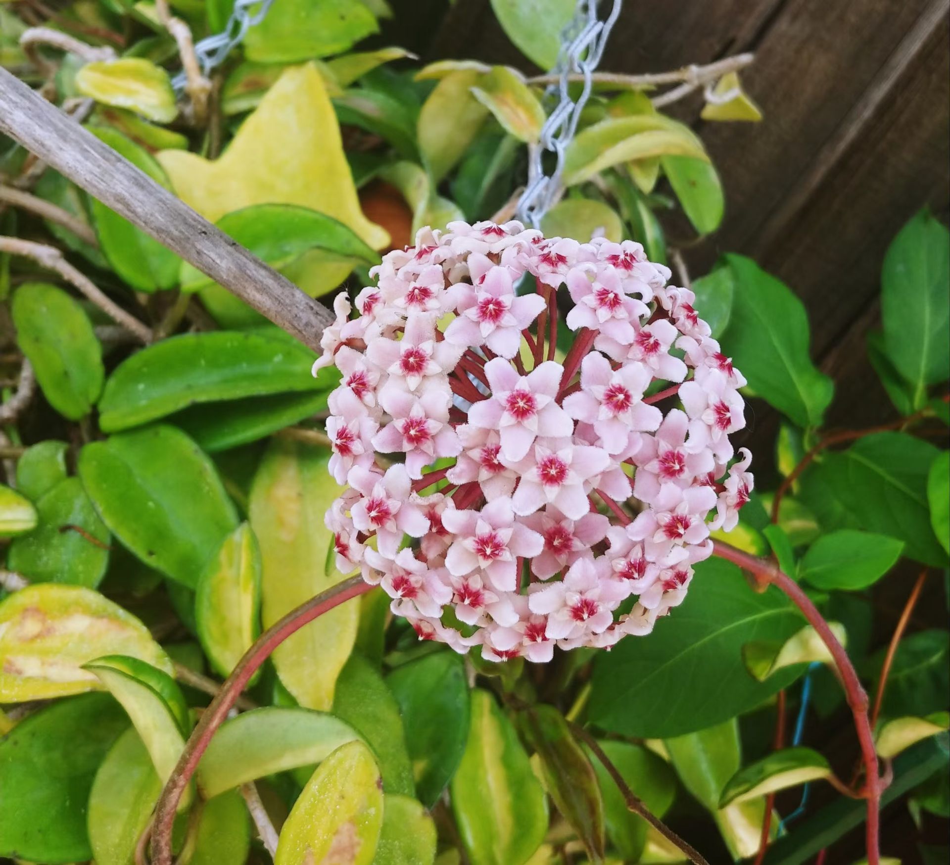 Hoya plant, live plant, 球蘭