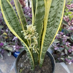 Golden Edge Snake Plant