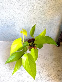 Pothos Neon  plant