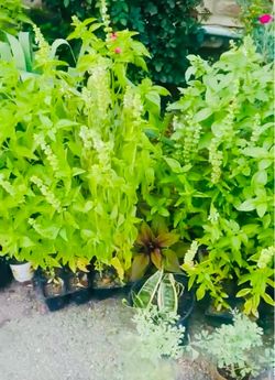 Albahaca