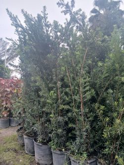 Podocarpus Overgrown 15gl 7-8ft Overall