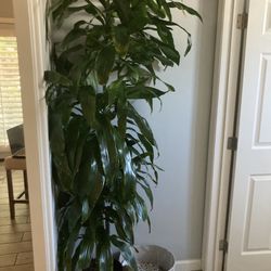 Large Beautiful Indoor Plant