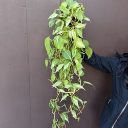 Xl Philodendron Silver Stripe In 6” Pot 