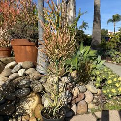 Firestick Tree Succulent 
