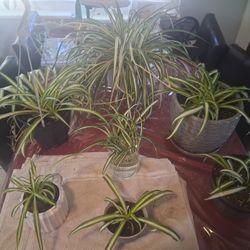 Spider Plant