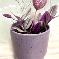 💝🛍️ Tradescantia “Nanouk” Low-maintenance Trailing Houseplant In Cute Ceramic Pot 4”H.