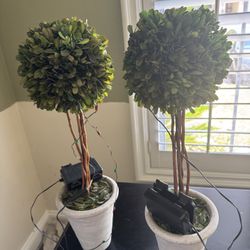 2 Small Decor Trees 