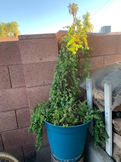 Extra extra extra Large elephant food Trailing Succulent Plant in Blue planter huge