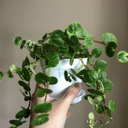 Peperomia Serpens X2- Yes Available Now/ READ