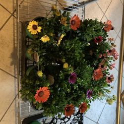 Daisys That Don’t Die Off 