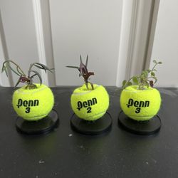 Tennis Ball Plant Propagation Gift $7 Each Or 3 For $15