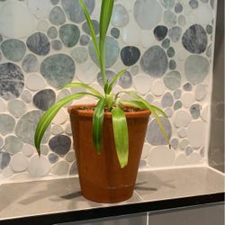 Planta 🌱 