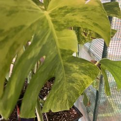 Variegated Monstera Aurea Plant Cutting (pls Read Description Below)
