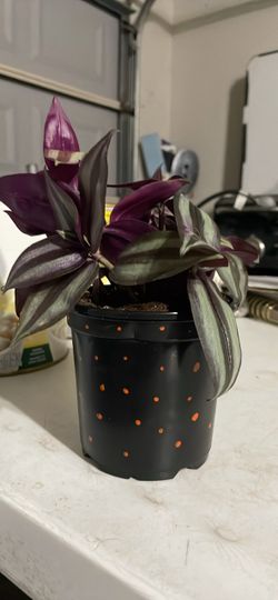 Tradescantia plant