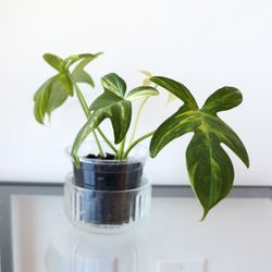 Philodendron Pedatum Variegated 