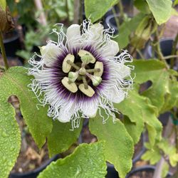 5 Gallon Size- Passionfruit Vines- Persimmon Trees- Mango Trees- Olive Trees- Cherimoya Trees- Sapote Trees- Almond Trees- 