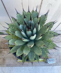 Agave macroacantha