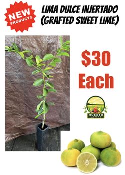 Árbol Injertado De Lima Dulce (Grafted Sweet Lime Tree) 