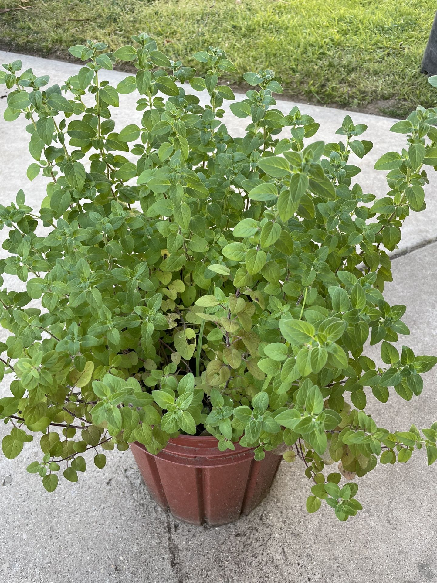 Planta De Orégano Y Planta De Flores De Arete 