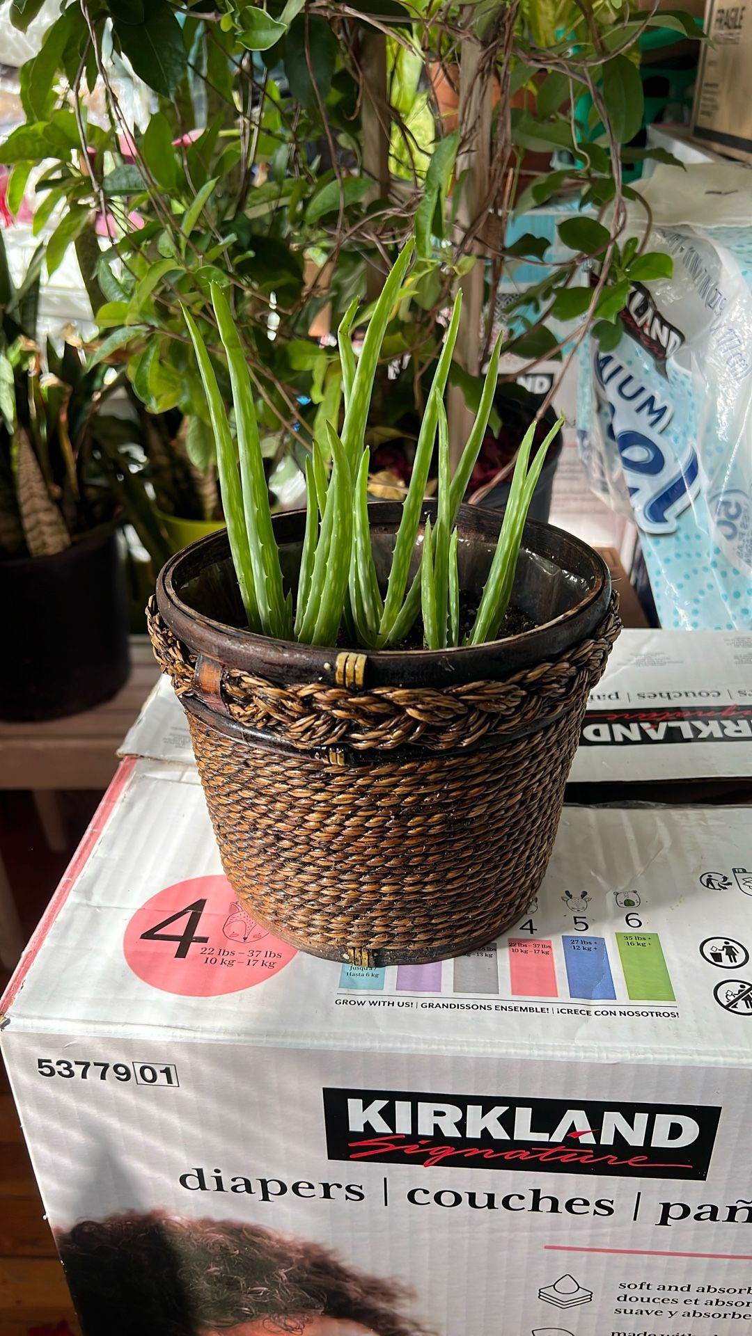 Aloe Vera  Plants 3 In Pot