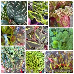 New Trendy plants arrival $10up