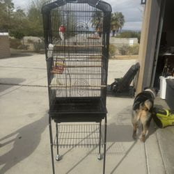 Bird Cage