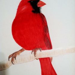Pencil Painting 
