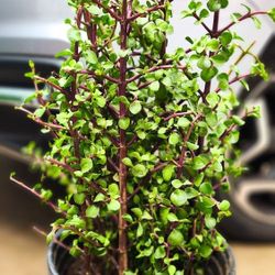 Elephant Bush Jade Plant Succulent "Portulacaria Afra" - 2.5' ft. Tall!  🌿