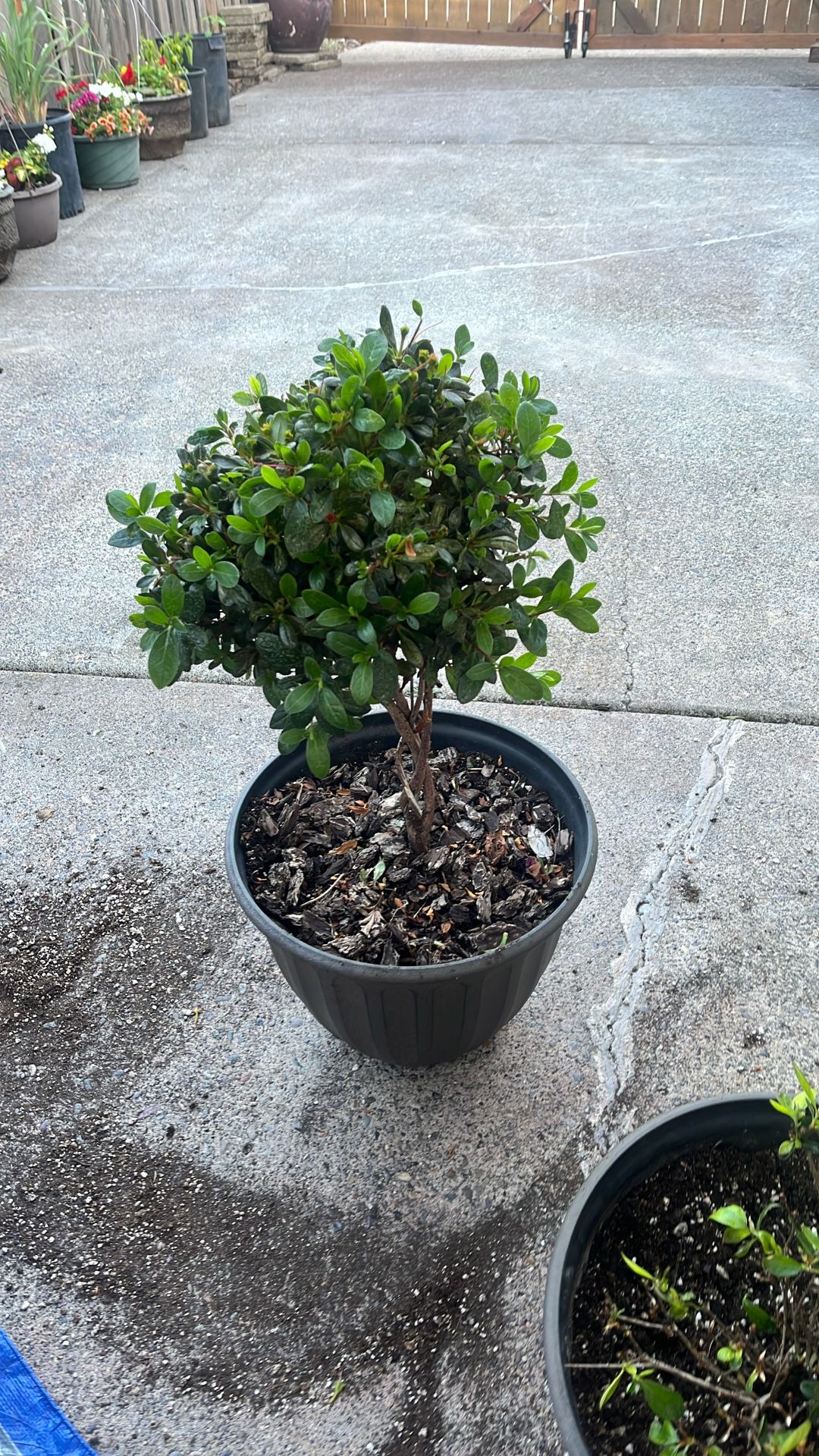Planta