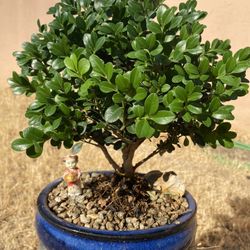 Bonsai Plants For Sale $45 Each