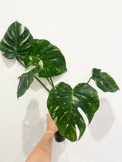 Monstera Thai Constellation