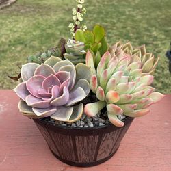 Succulent Plants and Arrangements and Centerpieces in COVINA