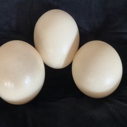Beautiful Ostrich Eggs-Ready For Easter Decorating 