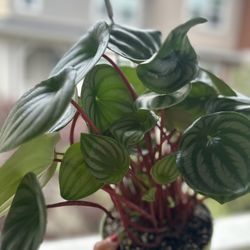Watermelon Pepperomia
