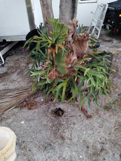Staghorn Ferns