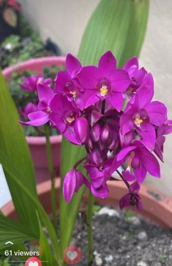 Beautiful Purple Orchids 