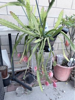 Orchid cactus