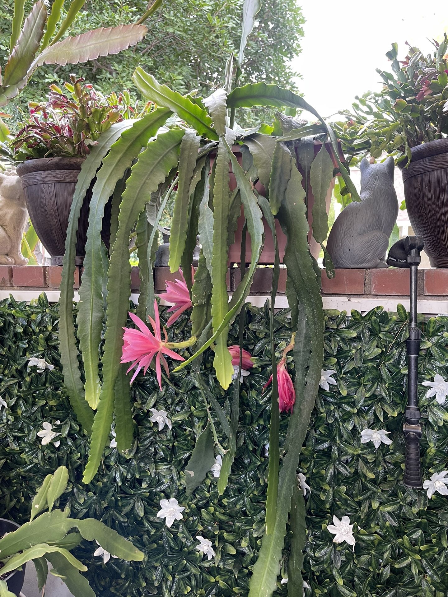 Orchid Cactus Xxl Plant