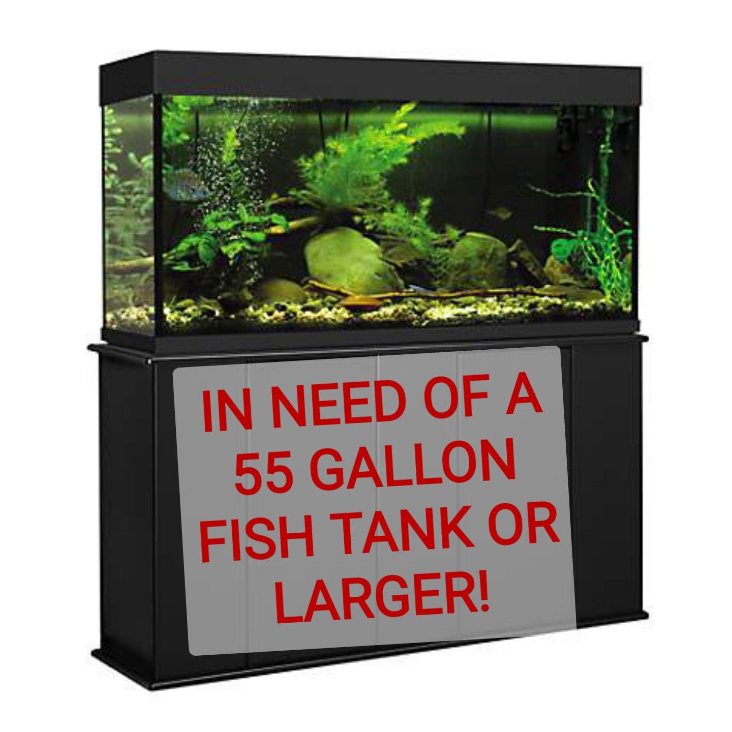 IN NEED OF A 55 GALLON TANK OR LARGER!