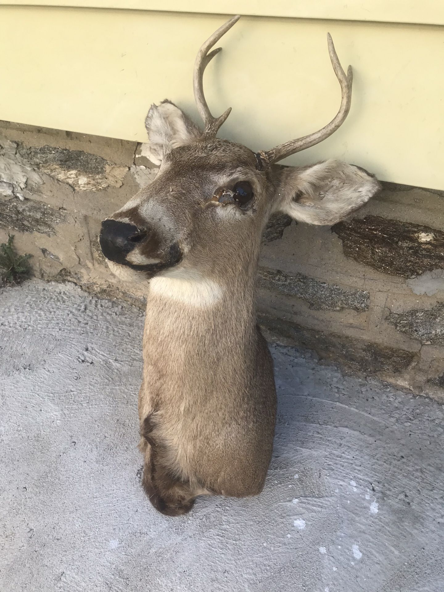 Real Buck Head Specimen